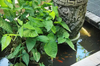 a plant in a vase next to a pond at The Chand Villa - A Hidden Gem in Petitenget in Seminyak