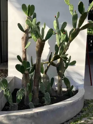a group of cactus plants in a concrete planter at The Drupadi Apartments Studio Gordy in Seminyak