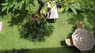 an overhead view of a tree in the grass at Sugiras Living in Denpasar