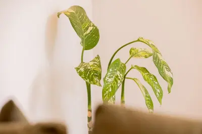 a green plant in a vase next to a wall at Casa Moana Seminyak 3BR Stylish Private Pool Villa in Seminyak