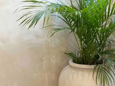a white vase with a green plant in it at Villa Efire-3 bedroom with pool in Seminyak