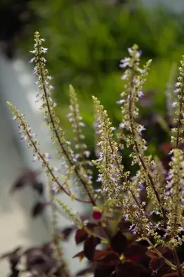 a close up of a plant with purple flowers at Villa Talisman - Luxury Rooftop Canggu Villa Only 5 mins to Beach in Canggu