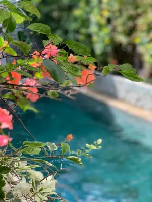 a tree with red flowers next to a swimming pool at Villa Petra Seminyak Bali in Seminyak