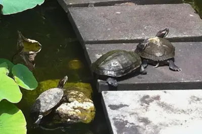 two turtles sitting on rocks in a pond at House Lizard 3 BR Private Pool Villa in Kerobokan