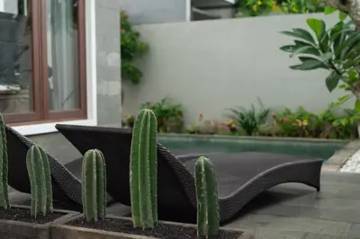 a cactus sitting next to a swimming pool at Terrace Mumbul in Nusa Dua
