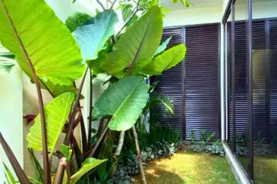 a room with a bunch of green plants next to a building at Lariska 1 BR Superior Queen Room in Jimbaran