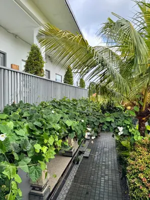 a row of plants in a garden next to a building at Aleenka House in Canggu