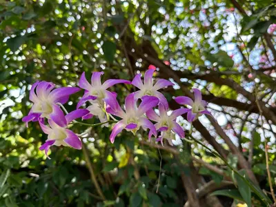 a group of purple and white flowers in front of a tree at Cottage House Jimbaran in Jimbaran