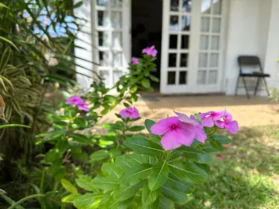 a group of pink flowers in front of a house at Cottage House Jimbaran in Jimbaran