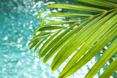 a close up of a palm tree branch at Dilana 2 BR Bamboo Villas JU66 in Seminyak