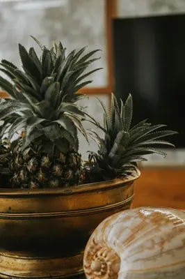 two pineapple plants in a pot on a table at Villa Under the Sun - Seminyak in Seminyak