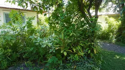 a garden with trees and plants in front of a building at Poppies Cottages on Two in Legian