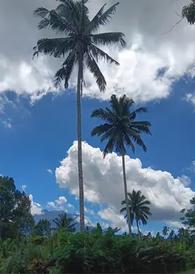 two palm trees in front of a cloudy sky at Ellenbrook Rooms 17 by Mulia Cottage in Seminyak