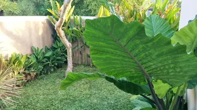 a large green leafy plant in a garden at Maya Kori Villa in Jimbaran