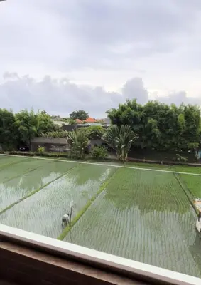 a view from a window of a rice field at The Two Umalass in Canggu