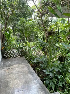 a garden with green plants and a concrete walkway at Jimbaran room 01 in Jimbaran