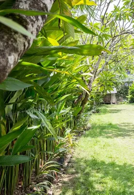 a row of banana trees in a garden at Villa Kumala Sari in Seminyak
