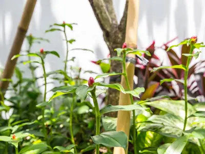 a group of plants with red flowers in a garden at Villa Kumala Sari in Seminyak