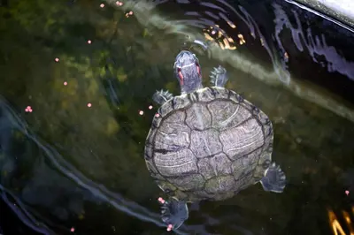 a green turtle swimming in the water at Villa SanSam Seminyak in Seminyak