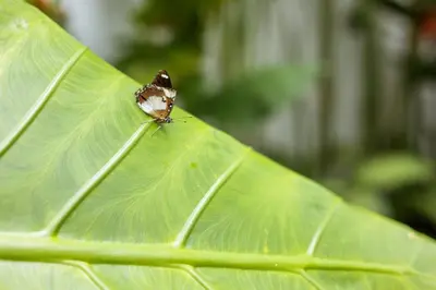 a small butterfly sitting on a green leaf at Mediterranean 2BR Villa Ellure Ember with Pool & Lush Garden in Jimbaran