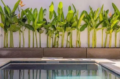 a row of plants on a wall next to a swimming pool at Villa Fénix Brand New 1BR Villa in Umalas, Bali in Kerobokan