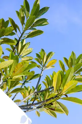 a tree with green leaves against a blue sky at Abby May - Top location near Potato Head, walk everywhere! in Seminyak