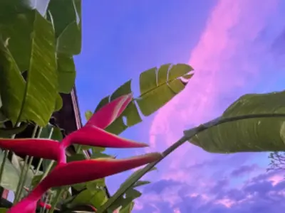 a plant with pink flowers and a cloudy sky at Uma Padi Cabin Umalas Bali in Kerobokan
