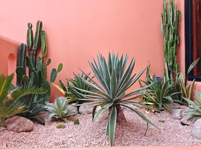 a group of plants in front of a pink wall at Güzel Villa Bali in Badung