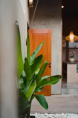 a green plant sitting in front of a door at Dikubu Belong VILLA in Denpasar