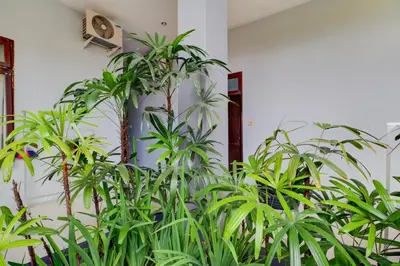 a group of green plants against a white wall at Hotel O near Trans Studio Theme Park formerly Cyloam Residence in Legian