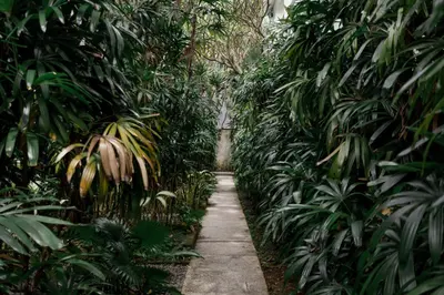 a path through a forest of palm trees at Homely Bali at Rajapala in Seminyak