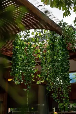 a plant hanging from the ceiling of a building at Kayunida - Charming 1BR Wooden Villa in Seminyak in Seminyak