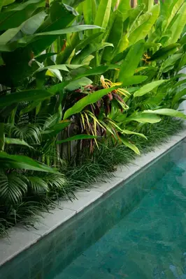 a group of plants next to a swimming pool at De Awan Villa in Kerobokan