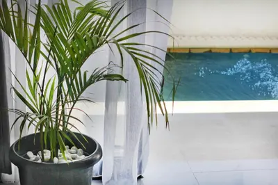 a potted plant sitting next to a swimming pool at Villa Lisa - 3BR with pool Near Bali Mall Galleria in Kuta