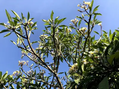 a tree with white flowers in front of a blue sky at Lush 1 BR Private Pool Villa inSeminyak in Kerobokan