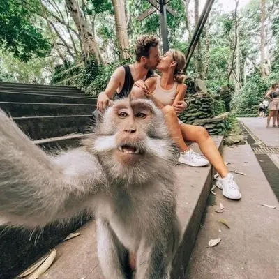 a man and a woman kissing a monkey at Ubud Classic Day Trip in Pesanggaran