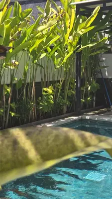 a swimming pool with green plants in the background at Villa Don Bose 8 in Jimbaran