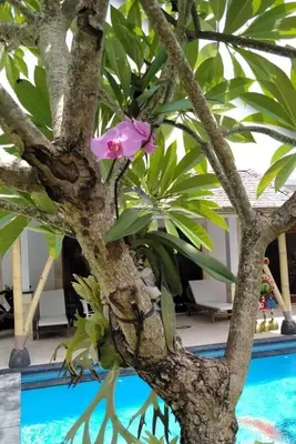 a tree with a pink flower on it next to a pool at Elegant oasis between Canggu and Seminyak in Kerobokan