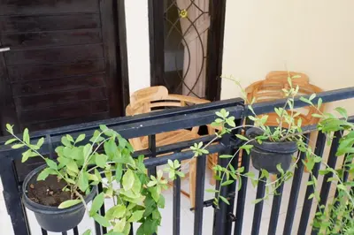 a balcony with chairs and potted plants on it at Akatara Stay in Jimbaran