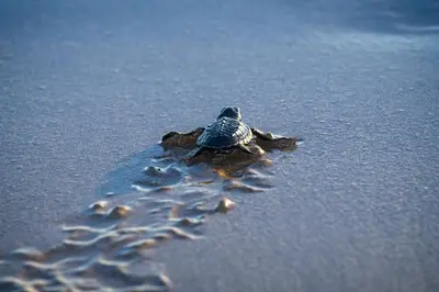 a baby turtle walking on the sand on the beach at The Legian Seminyak, Bali in Seminyak