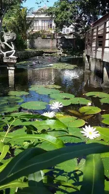 a pond with lily pads and white flowers at Puri Kutat Lestari in Sanur