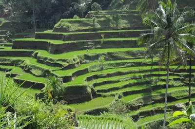 a group of rice terraces in the jungle at Flora Apartment Bali in Seminyak