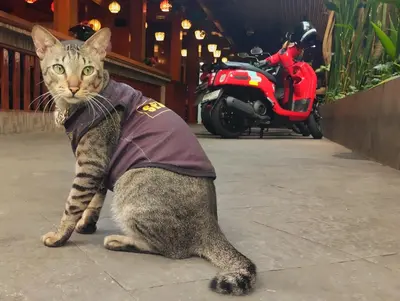a cat wearing a shirt is sitting on a sidewalk at Seahouse Bali Indah Beach Inn in Kuta