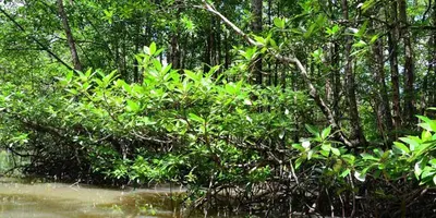 a group of trees and bushes next to a river at D'puja Home Stay and Spa in Nusa Dua
