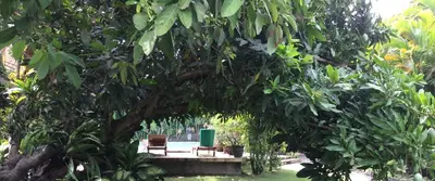 a tree with two chairs and a bench under it at Raja Gardens Hotel in Seminyak