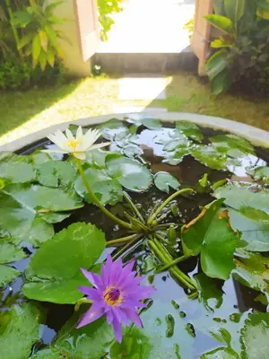 two pink and white flowers in a pond at Kubu Green in Nusa Dua