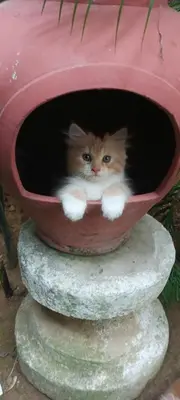 a kitten is sitting in a flower pot at Shalana Homestay- formerly Teka Teki House in Seminyak