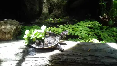 a turtle sitting on a rock next to a plant at Shalana Homestay- formerly Teka Teki House in Seminyak