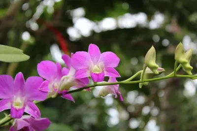 a group of purple flowers on a branch at Dewani Villa Resort in Canggu