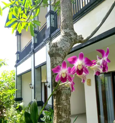 a group of pink flowers on a tree at Dwiputra Guest House in Canggu
